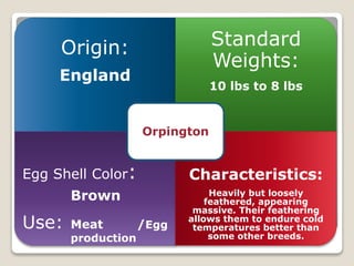 Origin:
England
Standard
Weights:
10 lbs to 8 lbs
Egg Shell Color:
Brown
Use: Meat /Egg
production
Characteristics:
Heavily but loosely
feathered, appearing
massive. Their feathering
allows them to endure cold
temperatures better than
some other breeds.
Orpington
 