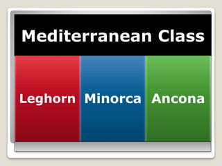 Mediterranean Class
Leghorn Minorca Ancona
 