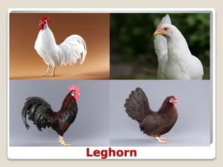 Leghorn
 