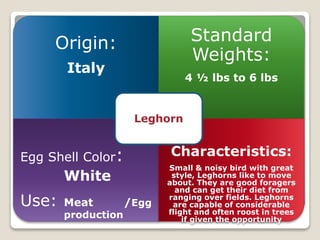 Origin:
Italy
Standard
Weights:
4 ½ lbs to 6 lbs
Egg Shell Color:
White
Use: Meat /Egg
production
Characteristics:
Small & noisy bird with great
style, Leghorns like to move
about. They are good foragers
and can get their diet from
ranging over fields. Leghorns
are capable of considerable
flight and often roost in trees
if given the opportunity
Leghorn
 