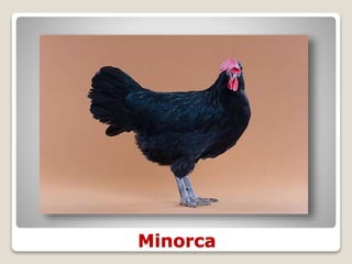 Minorca
 
