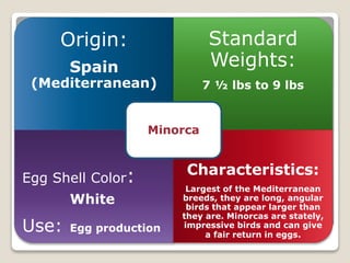 Origin:
Spain
(Mediterranean)
Standard
Weights:
7 ½ lbs to 9 lbs
Egg Shell Color:
White
Use: Egg production
Characteristics:
Largest of the Mediterranean
breeds, they are long, angular
birds that appear larger than
they are. Minorcas are stately,
impressive birds and can give
a fair return in eggs.
Minorca
 