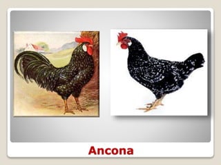 Ancona
 
