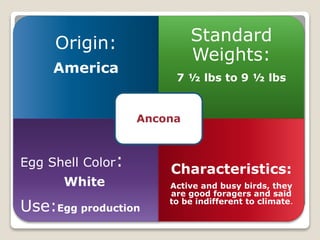 Origin:
America
Standard
Weights:
7 ½ lbs to 9 ½ lbs
Egg Shell Color:
White
Use:Egg production
Characteristics:
Active and busy birds, they
are good foragers and said
to be indifferent to climate.
Ancona
 