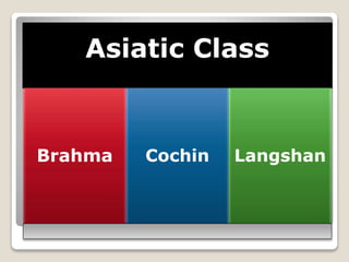 Asiatic Class
Brahma Cochin Langshan
 