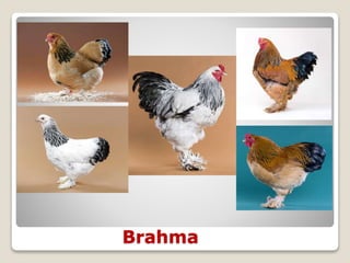 Brahma
 