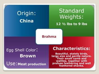 Origin:
China
Standard
Weights:
12 ½ lbs to 9 lbs
Egg Shell Color:
Brown
Use:Meat production
Characteristics:
Beautiful, stately birds,
large size and gentle nature.
Their small comb and
wattles, together with
profuse feathering and well
feathered shanks.
Brahma
 