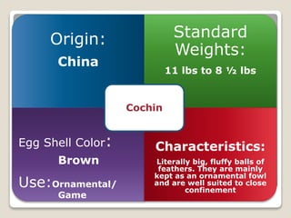 Origin:
China
Standard
Weights:
11 lbs to 8 ½ lbs
Egg Shell Color:
Brown
Use:Ornamental/
Game
Characteristics:
Literally big, fluffy balls of
feathers. They are mainly
kept as an ornamental fowl
and are well suited to close
confinement
Cochin
 