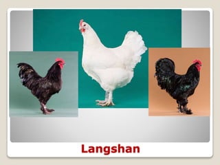 Langshan
 