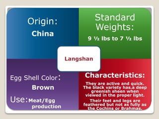 Origin:
China
Standard
Weights:
9 ½ lbs to 7 ½ lbs
Egg Shell Color:
Brown
Use:Meat/Egg
production
Characteristics:
They are active and quick.
The black variety has.a deep
greenish sheen when
viewed in the proper light.
Their feet and legs are
feathered but not as fully as
the Cochins or Brahmas.
Langshan
 