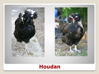 Houdan
 