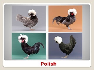 Polish
 
