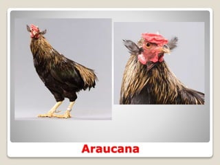 Araucana
 