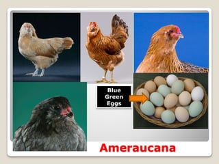 Ameraucana
Blue
Green
Eggs
 