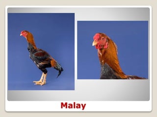 Malay
 