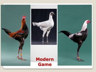 Modern
Game
 