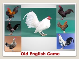 Old English Game
 