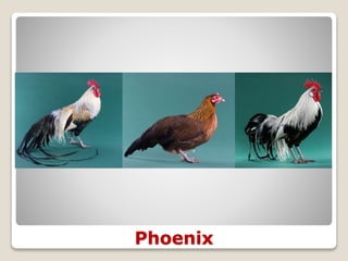 Phoenix
 