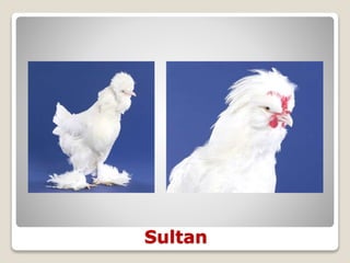 Sultan
 