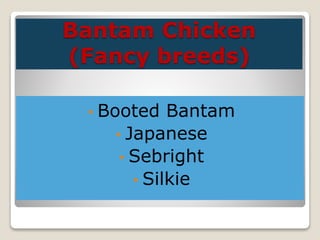 Bantam Chicken
(Fancy breeds)
• Booted Bantam
• Japanese
• Sebright
• Silkie
 