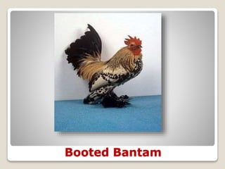 Booted Bantam
 