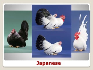 Japanese
 
