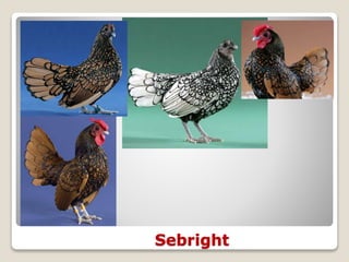 Sebright
 