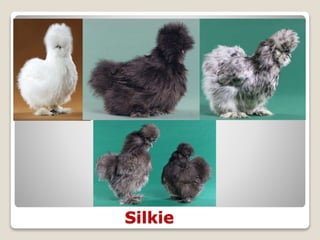 Silkie
 