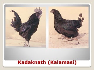 Kadaknath (Kalamasi)
 