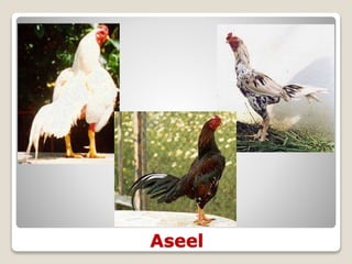 Aseel
 