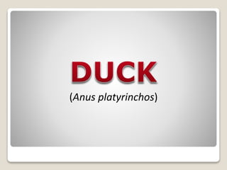 (Anus platyrinchos)
 