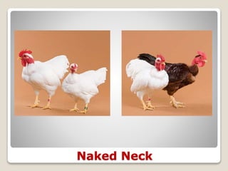 Naked Neck
 