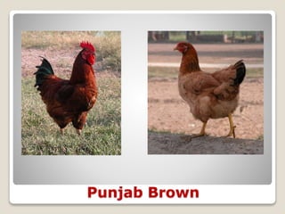 Punjab Brown
 