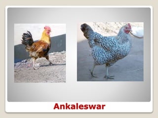 Ankaleswar
 