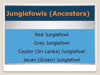 Junglefowls (Ancestors)
 Red Junglefowl
 Grey Junglefowl
 Ceylon (Sri Lanka) Junglefowl
 Javan (Green) Junglefowl
 