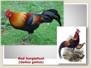 Red Junglefowl
(Gallus gallus)
 