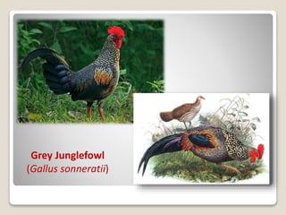 Grey Junglefowl
(Gallus sonneratii)
 