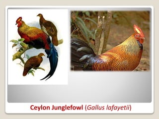 Ceylon Junglefowl (Gallus lafayetii)
 