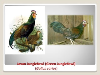 Javan Junglefowl (Green Junglefowl)
(Gallus varius)
 