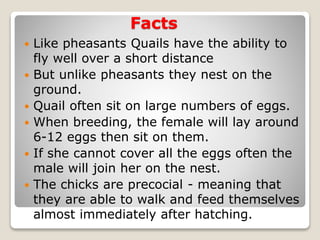 Facts
 Like pheasants Quails have the ability to
fly well over a short distance
 But unlike pheasants they nest on the
ground.
 Quail often sit on large numbers of eggs.
 When breeding, the female will lay around
6-12 eggs then sit on them.
 If she cannot cover all the eggs often the
male will join her on the nest.
 The chicks are precocial - meaning that
they are able to walk and feed themselves
almost immediately after hatching.
 