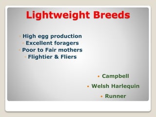 Lightweight Breeds
 Campbell
 Welsh Harlequin
 Runner
◦ High egg production
◦ Excellent foragers
◦ Poor to Fair mothers
◦ Flightier & Fliers
 