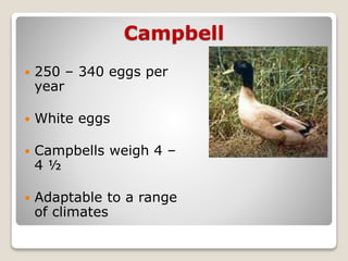 Campbell
 250 – 340 eggs per
year
 White eggs
 Campbells weigh 4 –
4 ½
 Adaptable to a range
of climates
 