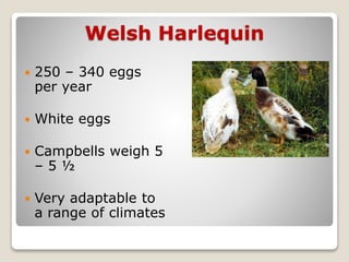 Welsh Harlequin
 250 – 340 eggs
per year
 White eggs
 Campbells weigh 5
– 5 ½
 Very adaptable to
a range of climates
 