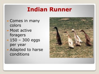 Indian Runner
 Comes in many
colors
 Most active
foragers
 150 – 300 eggs
per year
 Adapted to harse
conditions
 