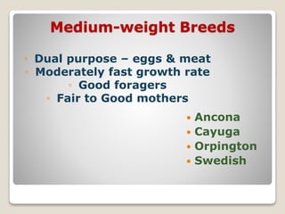 Medium-weight Breeds
 Ancona
 Cayuga
 Orpington
 Swedish
◦ Dual purpose – eggs & meat
◦ Moderately fast growth rate
◦ Good foragers
◦ Fair to Good mothers
 