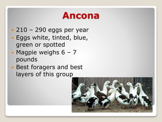 Ancona
 210 – 290 eggs per year
 Eggs white, tinted, blue,
green or spotted
 Magpie weighs 6 – 7
pounds
 Best foragers and best
layers of this group
 