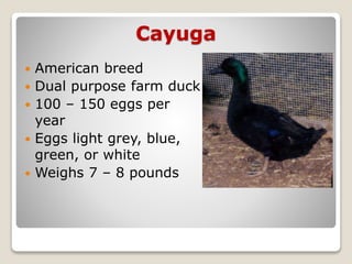 Cayuga
 American breed
 Dual purpose farm duck
 100 – 150 eggs per
year
 Eggs light grey, blue,
green, or white
 Weighs 7 – 8 pounds
 