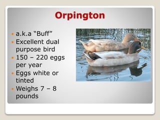 Orpington
 a.k.a “Buff”
 Excellent dual
purpose bird
 150 – 220 eggs
per year
 Eggs white or
tinted
 Weighs 7 – 8
pounds
 