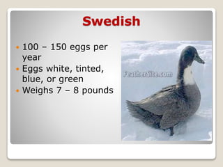 Swedish
 100 – 150 eggs per
year
 Eggs white, tinted,
blue, or green
 Weighs 7 – 8 pounds
 