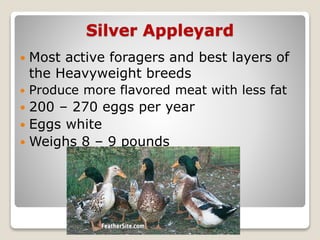 Silver Appleyard
 Most active foragers and best layers of
the Heavyweight breeds
 Produce more flavored meat with less fat
 200 – 270 eggs per year
 Eggs white
 Weighs 8 – 9 pounds
 